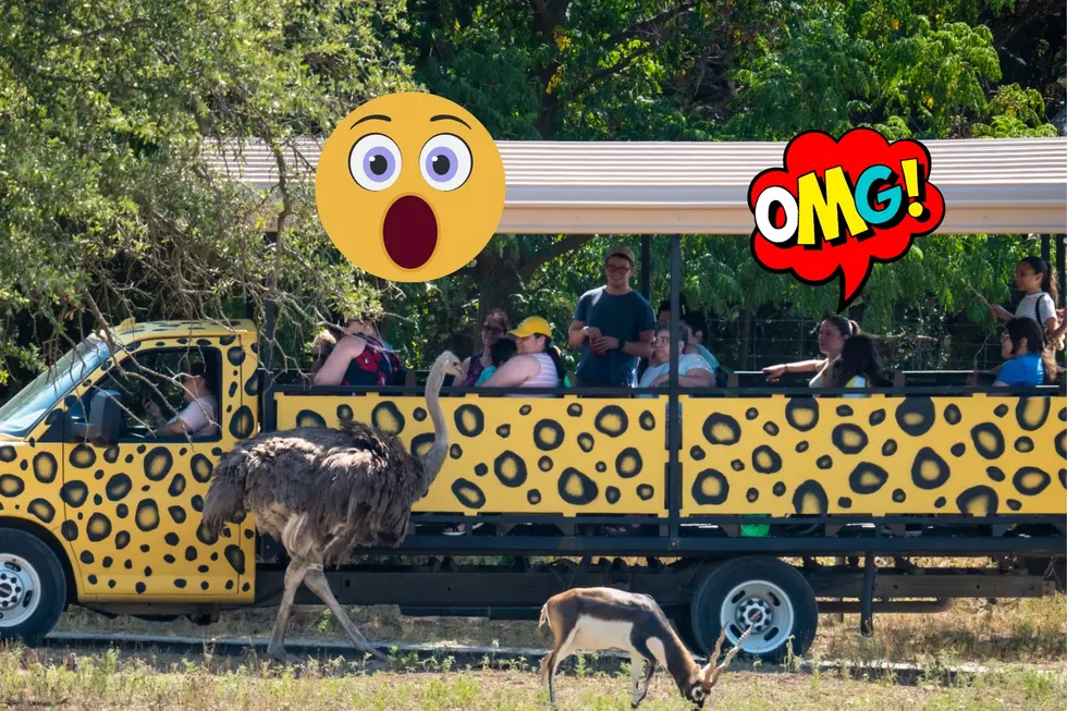 You Can Experience Your Own Amazing Sunset Safari Right Here in Texas