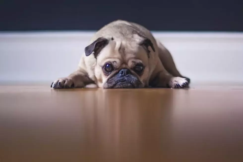 Does Your Dog Know You’re Having an Affair?