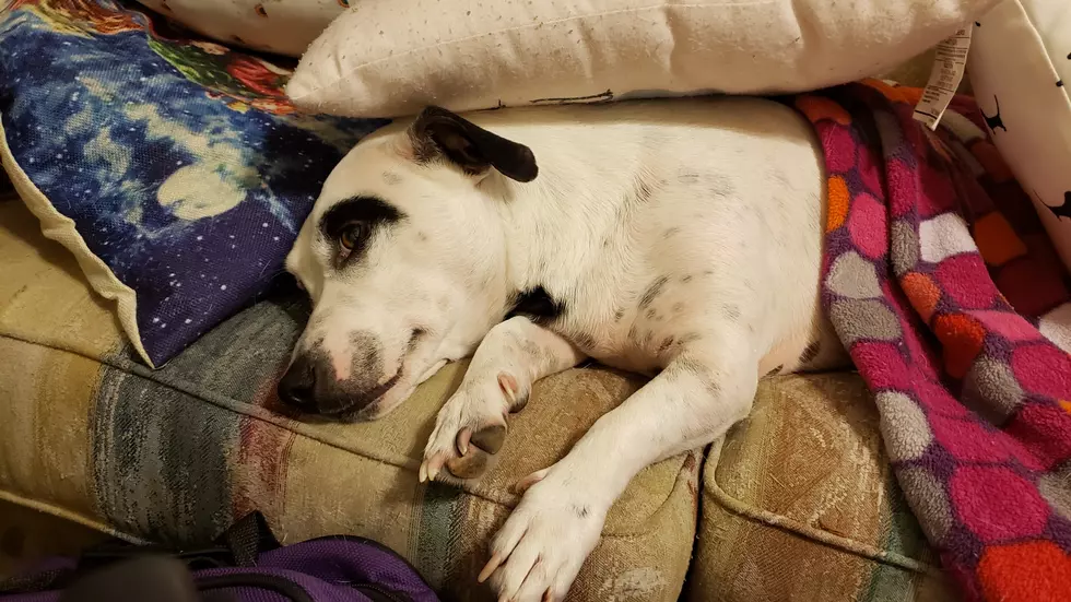 Does Anyone Else’s Dog Build Pillow Forts?