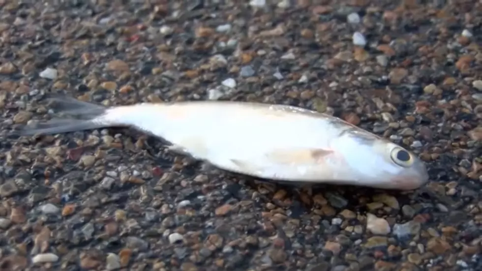 It was Raining Fish in Texarkana, Texas on Wednesday Afternoon
