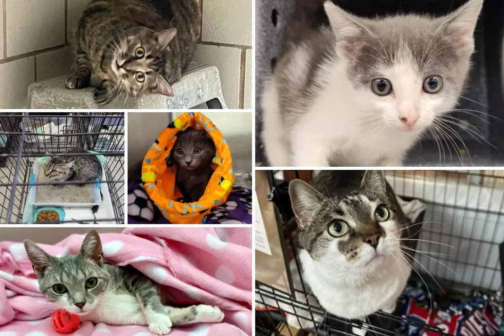 50 Hilarious Cat Names Guaranteed To Make Texas LOL