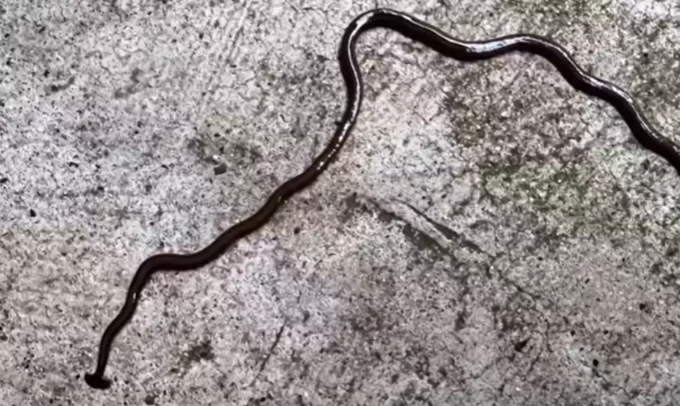 Texas Nightmare Worm: Cutting It Up Only Makes MORE!