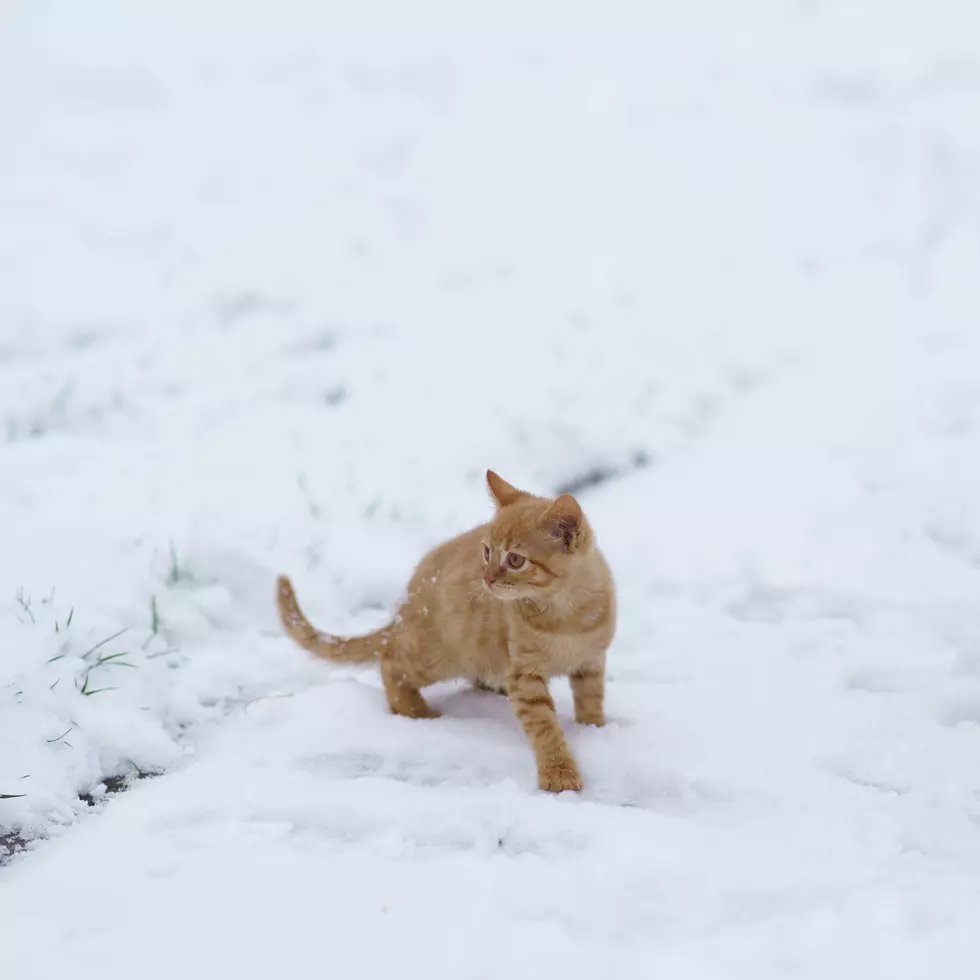 10 Ways To Keep Texas Barncats Warm This Winter