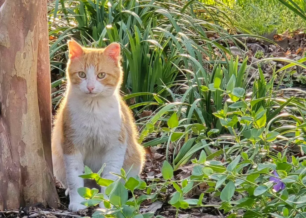 The Feral Cat Survival Guide: How to Protect Community Cats During the 2026 Freeze