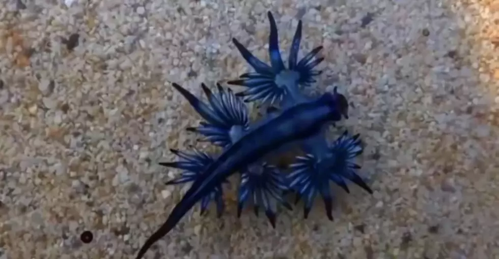 Beware Of Rare Venomous Blue Dragons On Texas Beaches This Summer