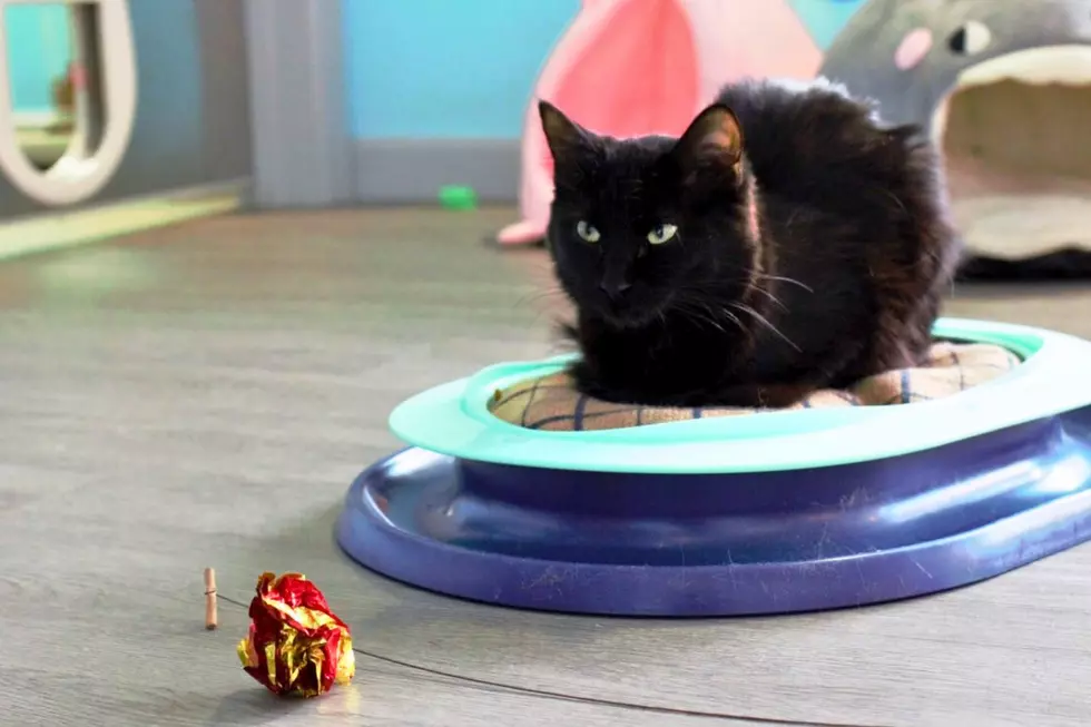 This Mischievous Black Cat Just Got a Job at a Texas Hot Topic