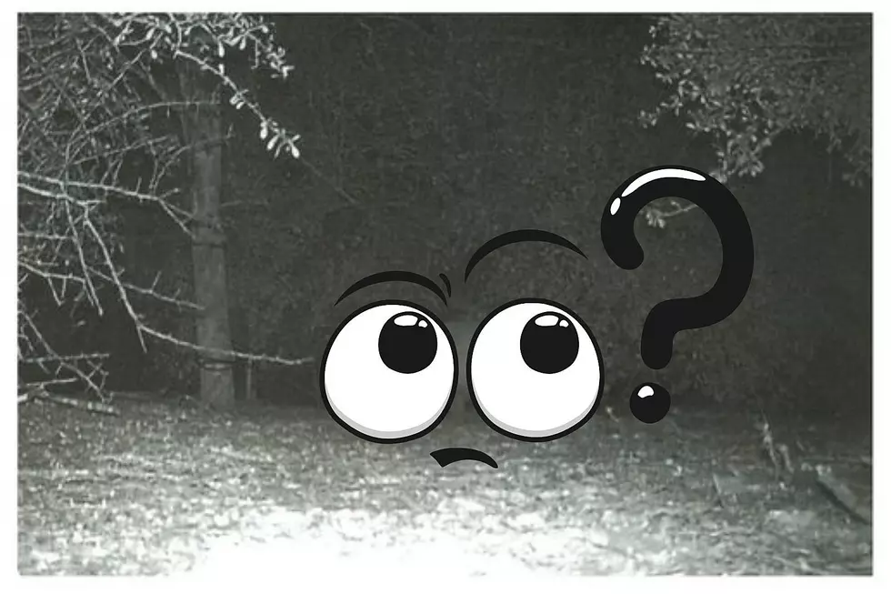 Mysterious Creature Caught on Trail Camera in South Texas State Park